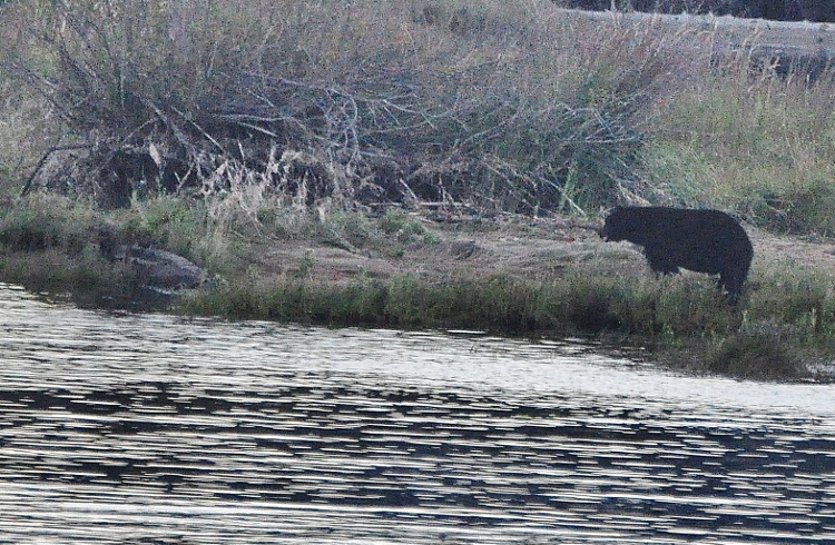 black bear on shore
